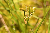 Scheuchzeria palustris Scheuchzeria palustris